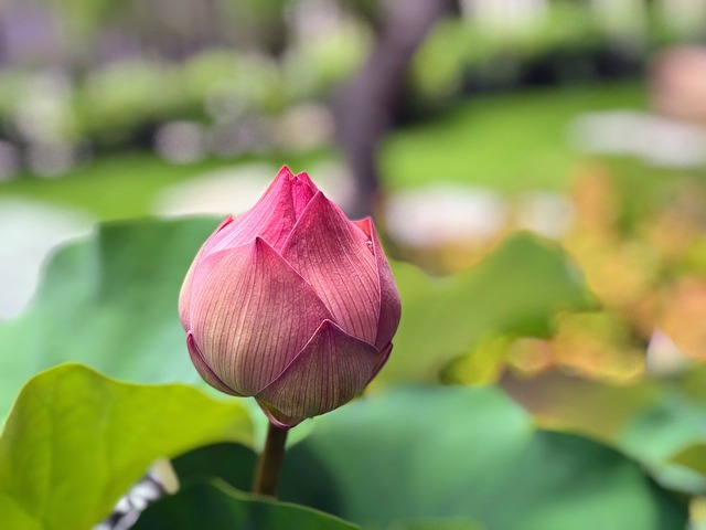 Lotus bud that has yet to bloom