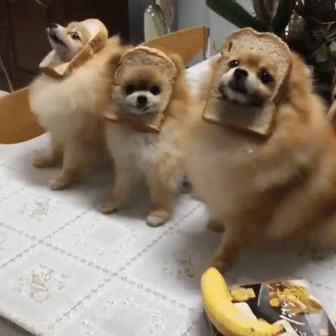 three dogs with bread facial