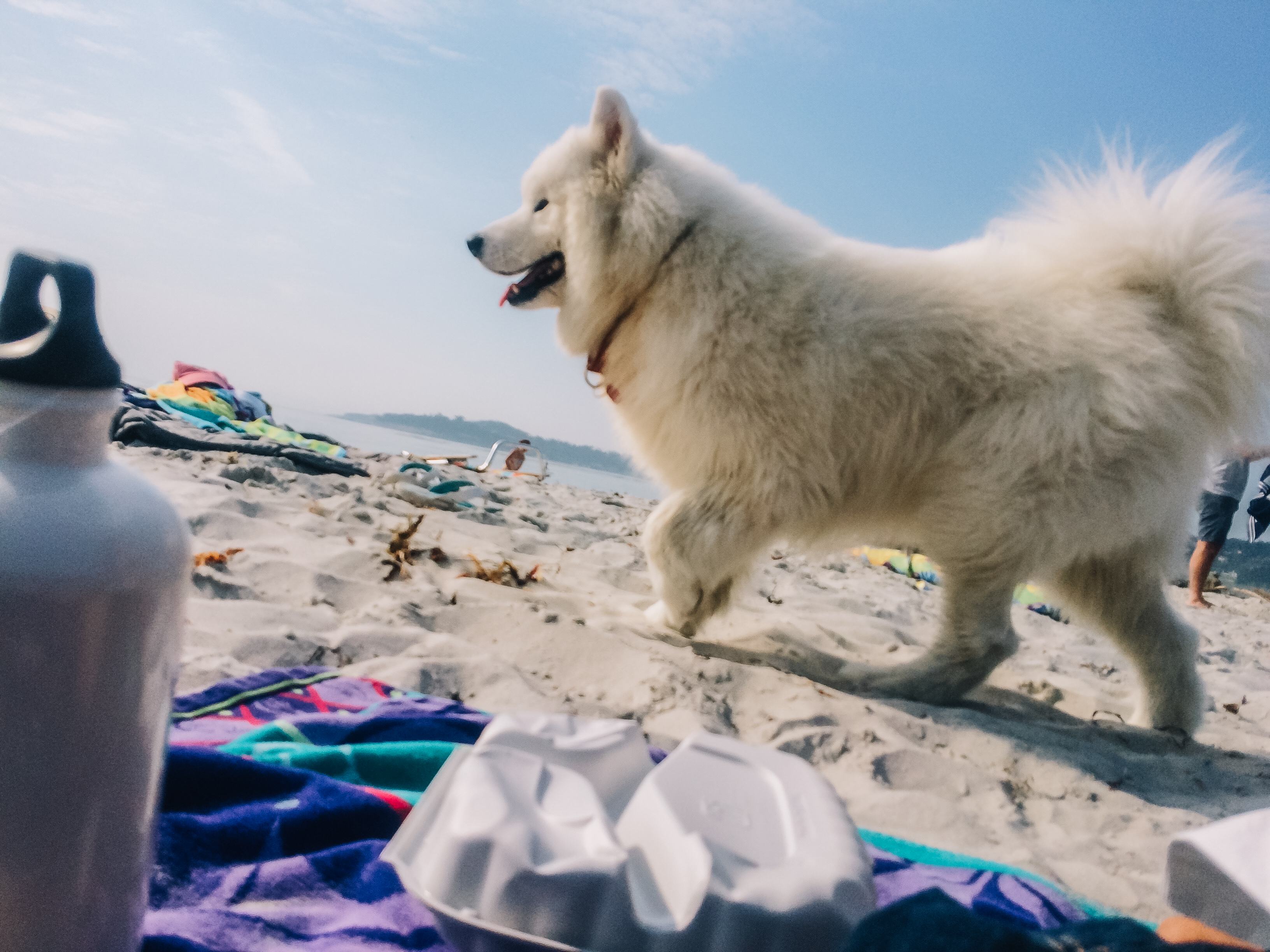 samoyed in carmel, 2017