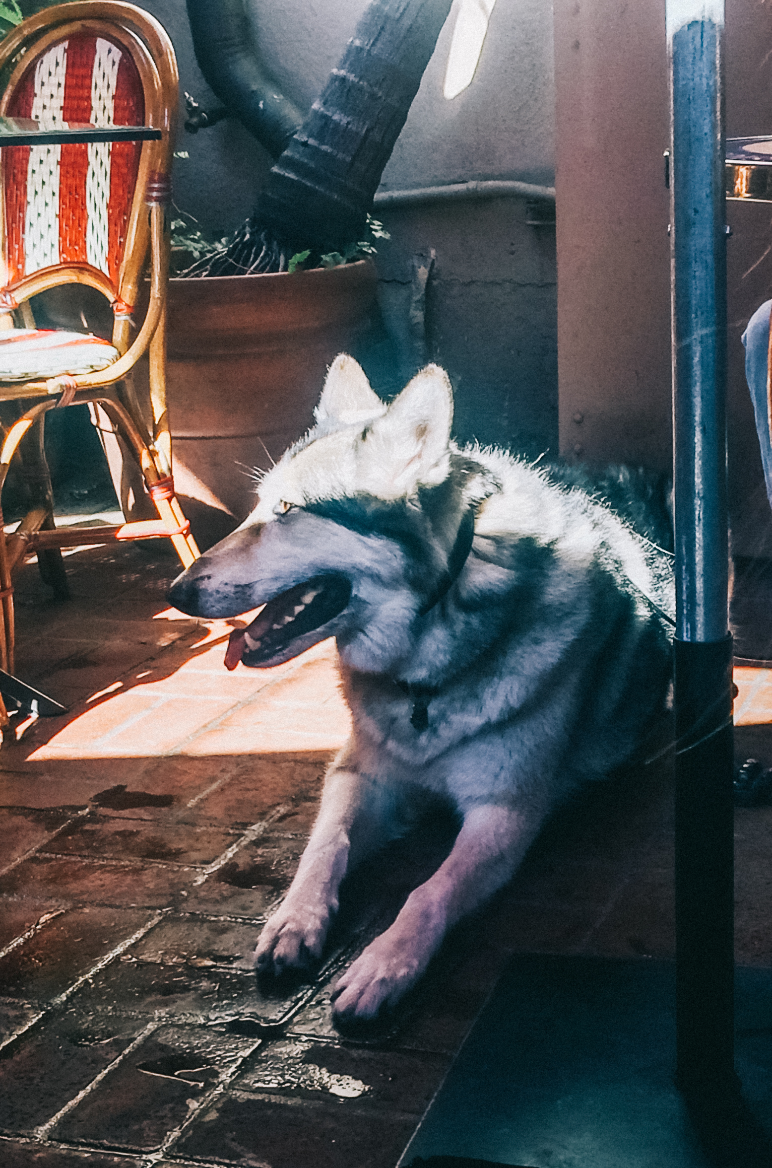 husky in burbank, 2017