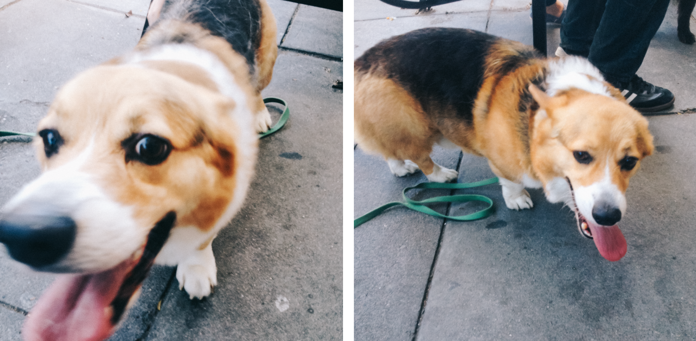 corgi in san francisco, 2015