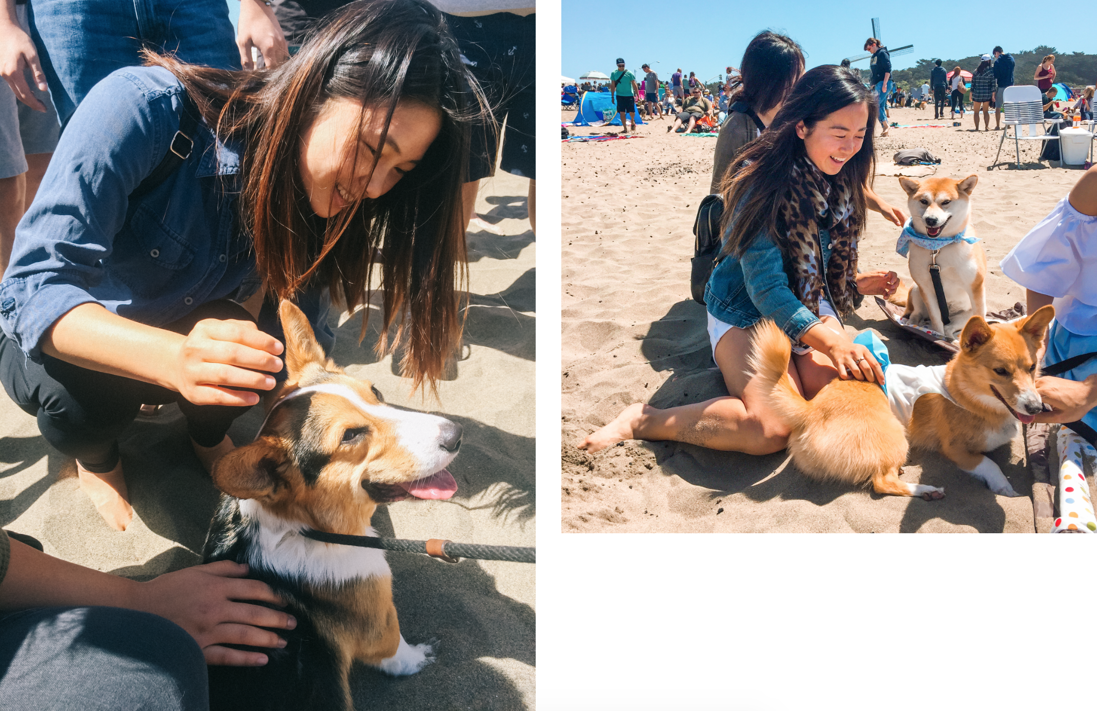 corgi in san francisco, 2016