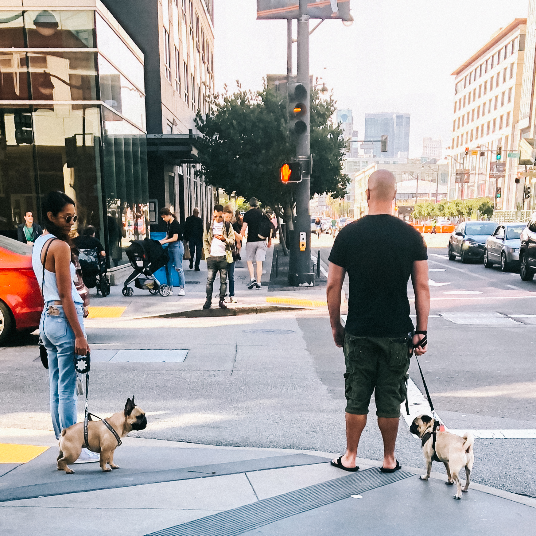 frenchie pug face-off in san francisco, 2018