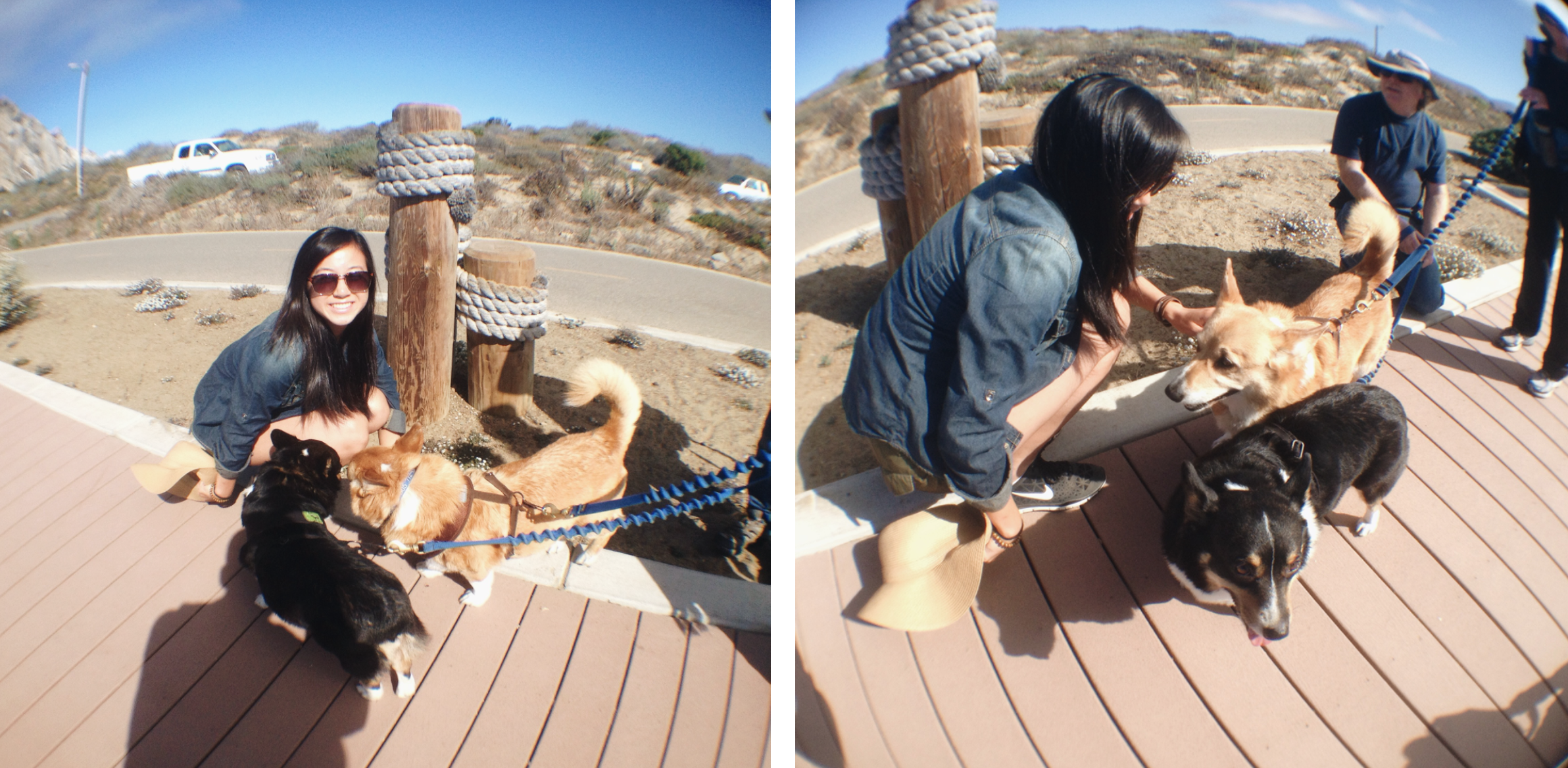 corgis in slo, 2014