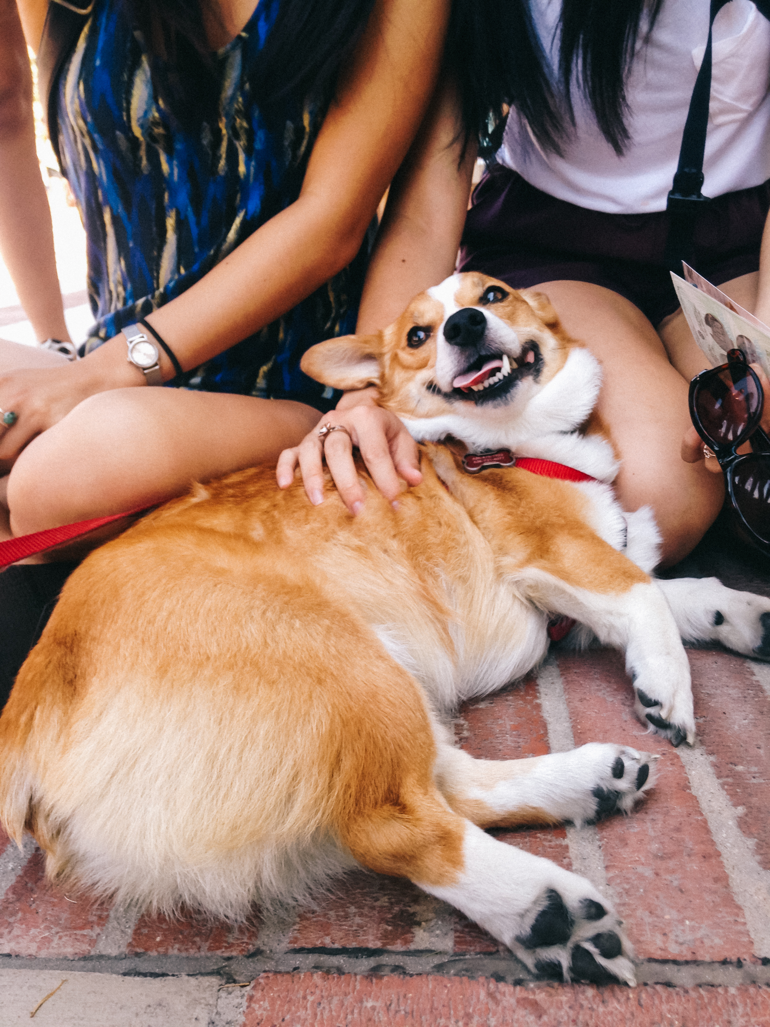 corgi at ucla, 2015