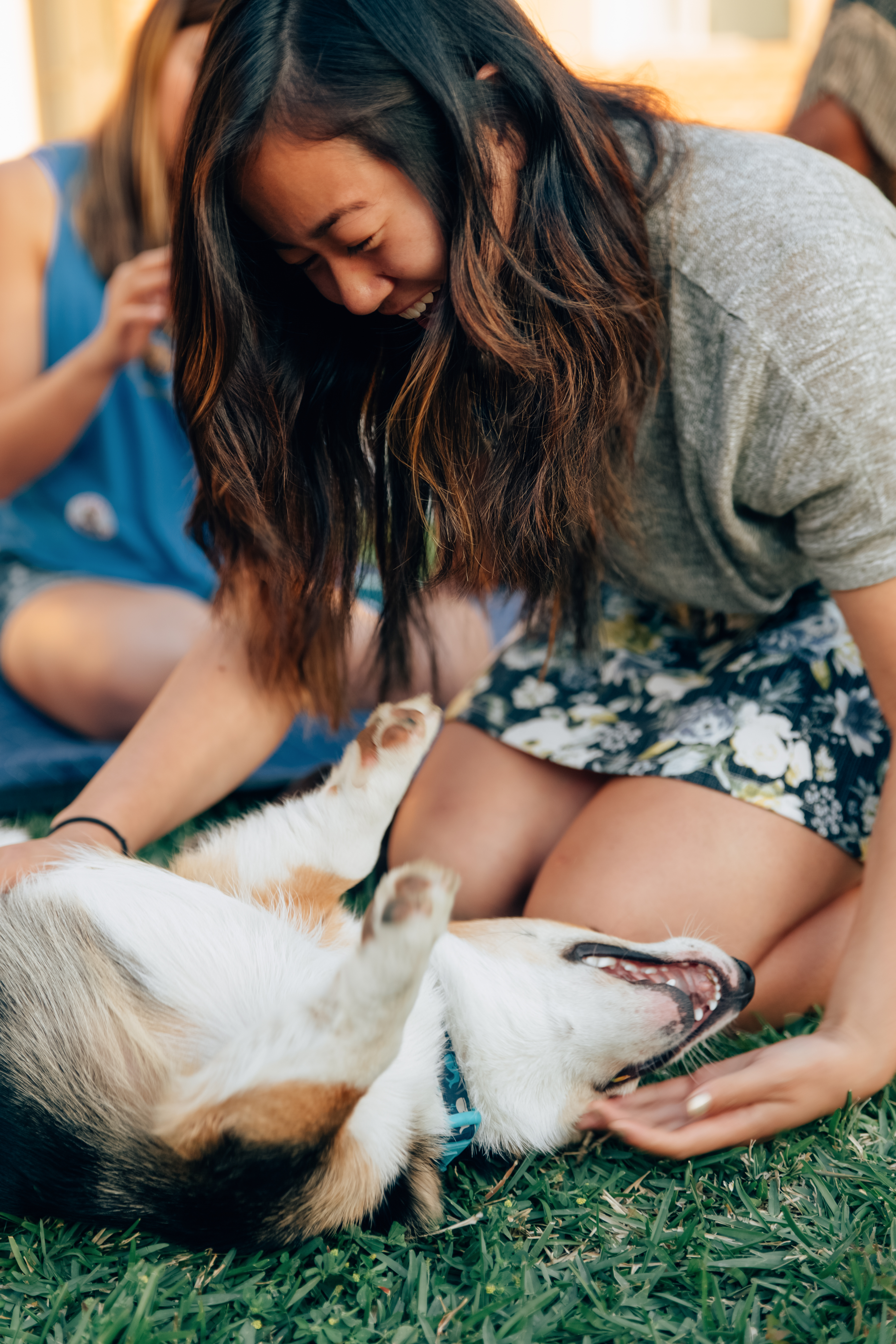 corgi at ucla, 2016