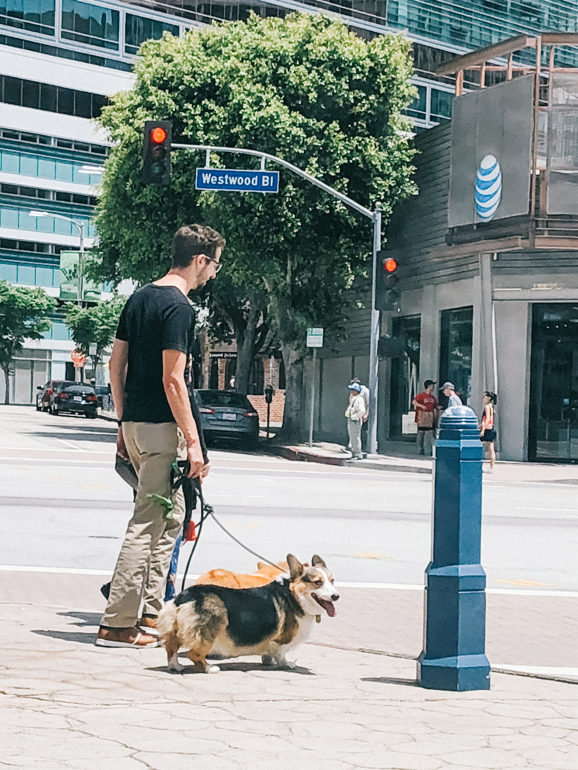 corgi in westwood, 2018