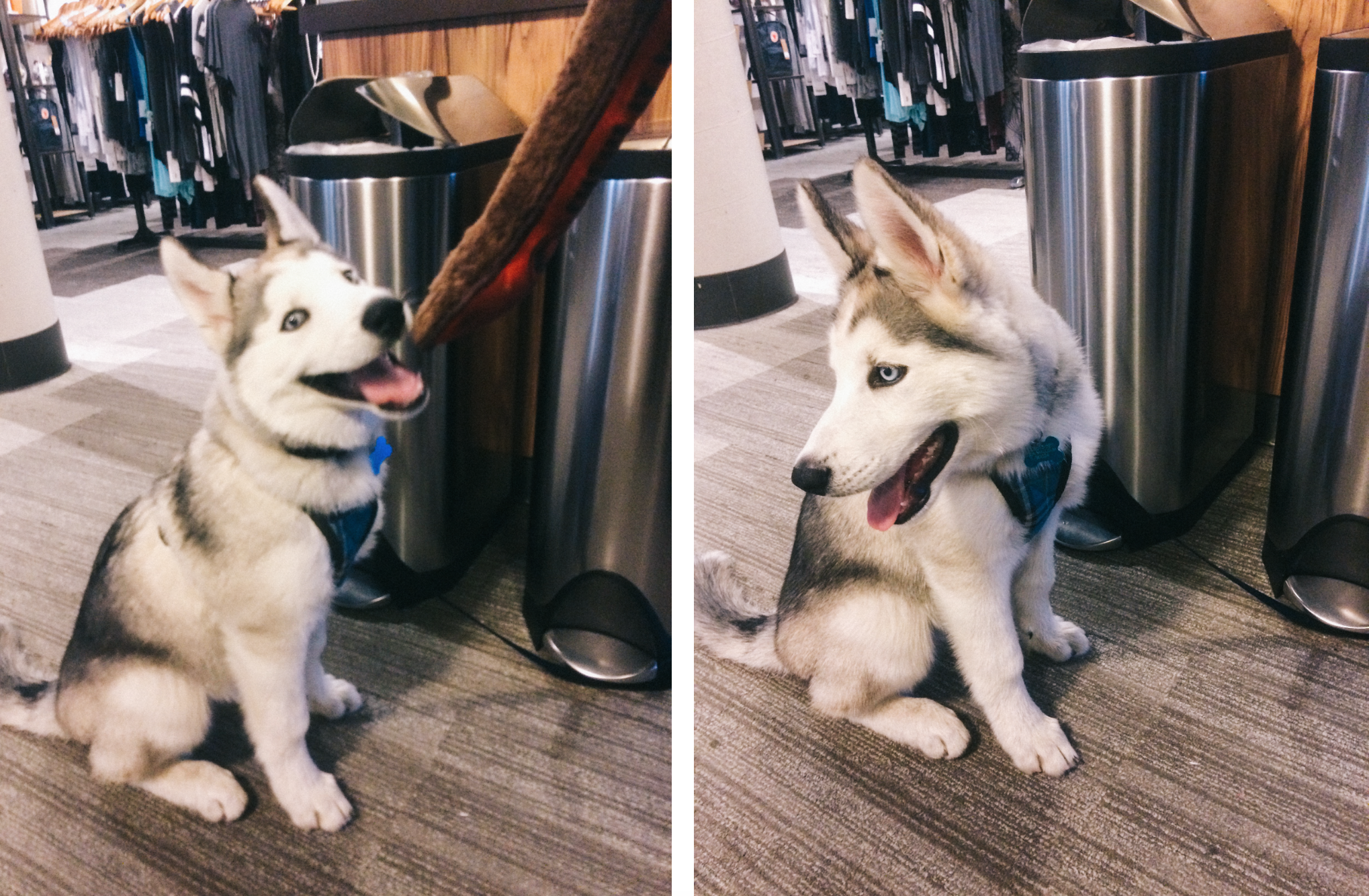 husky at corepower, 2017