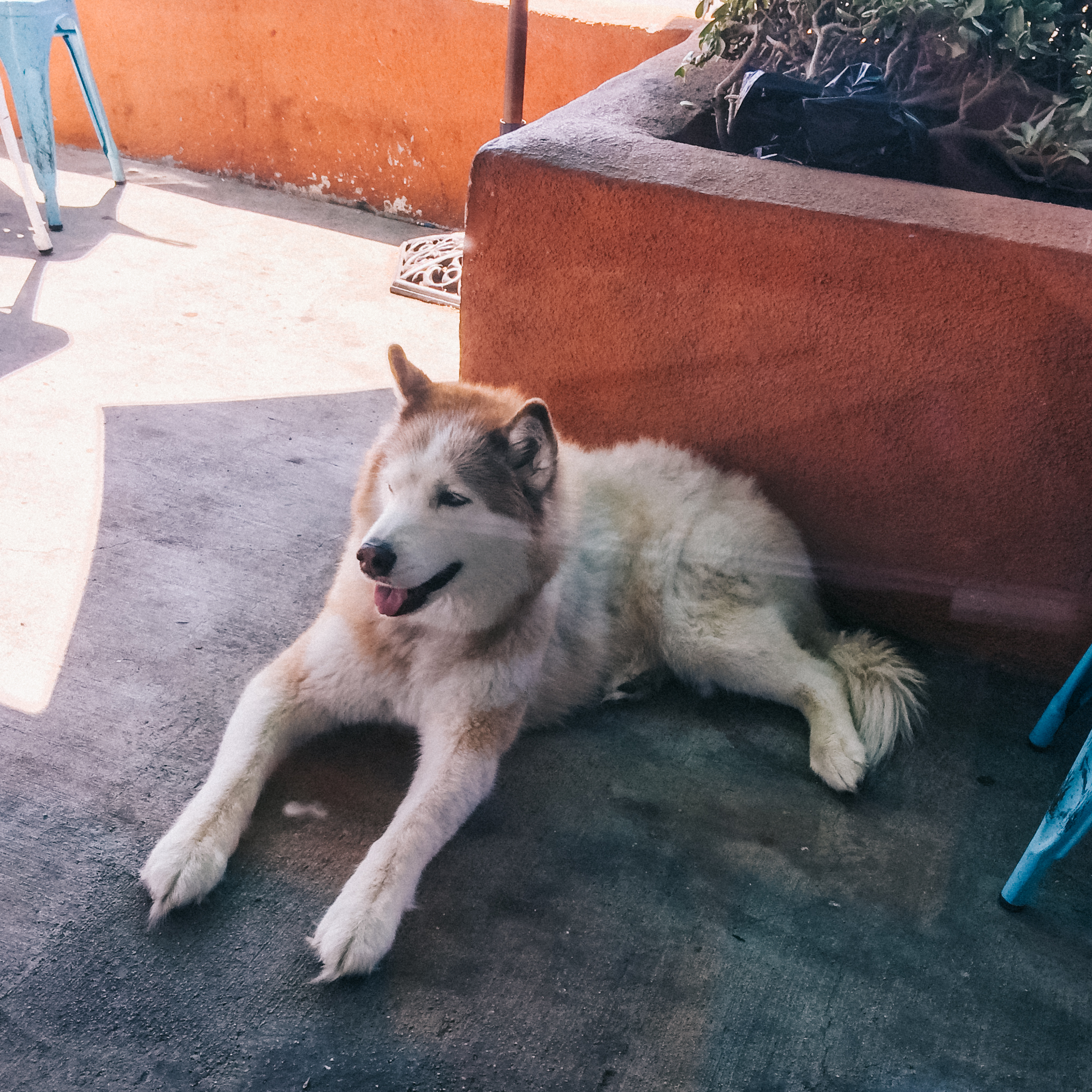 husky at boardhouse, 2018