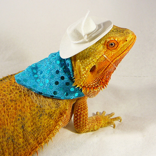 a picture of me, a cool lizard with a cowboy hat.